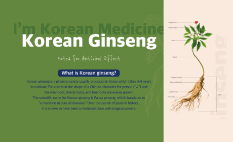 [I'm Korean Medicine] Korean Ginseng